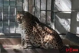 动物园豹子胖成“豹警官”，官方回应图片