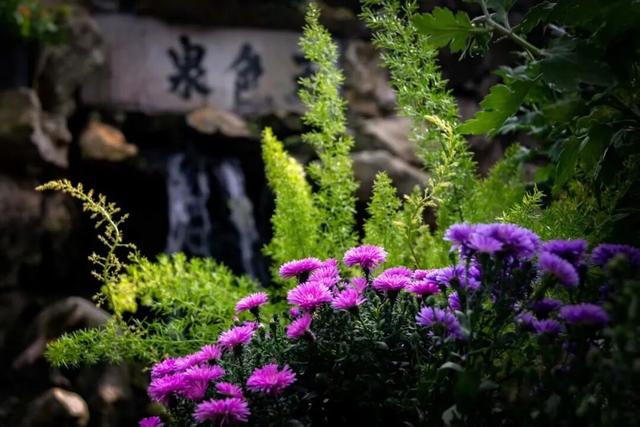 美成壁纸！醉白池菊展进入盛花期