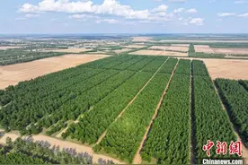 吉林筑牢“绿色长城”显成效：沙退粮稳民富图片