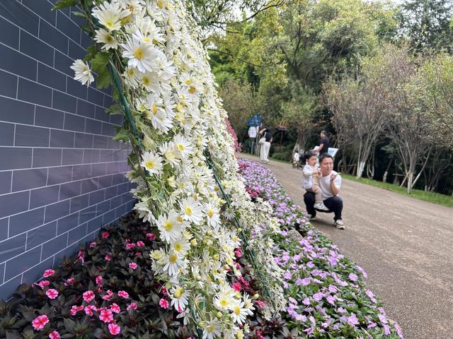 云南昆明动物园金秋菊展营造沉浸式游园体验