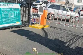 网友吐槽青大附院市南院区停车难！医院：可用小程序搜索周边停车场图片