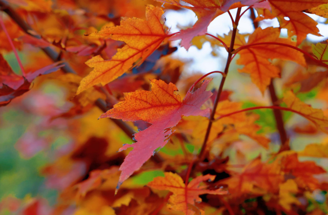 小红书上都在问地址？威海这个红枫湖美成画