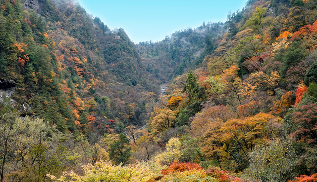 青睐绵阳 ‖ 红透了！周末去平武，沿着“百里彩林走廊”看一场雪山彩林“大片”~