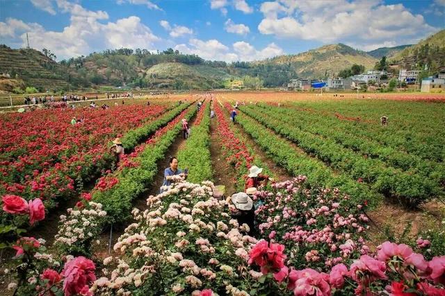 网络中国节·清明丨清明出游不扎堆！云南这些人少景美的宝藏小城别错过