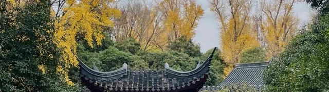 银杏落叶铺金毯，疁城暮秋韵未央