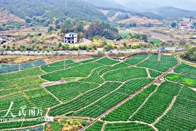 广西苍梧：时令蔬菜直销粤港澳大湾区图片