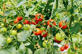 武穴市梅川镇：小小千禧果 种出乡村致富路图片