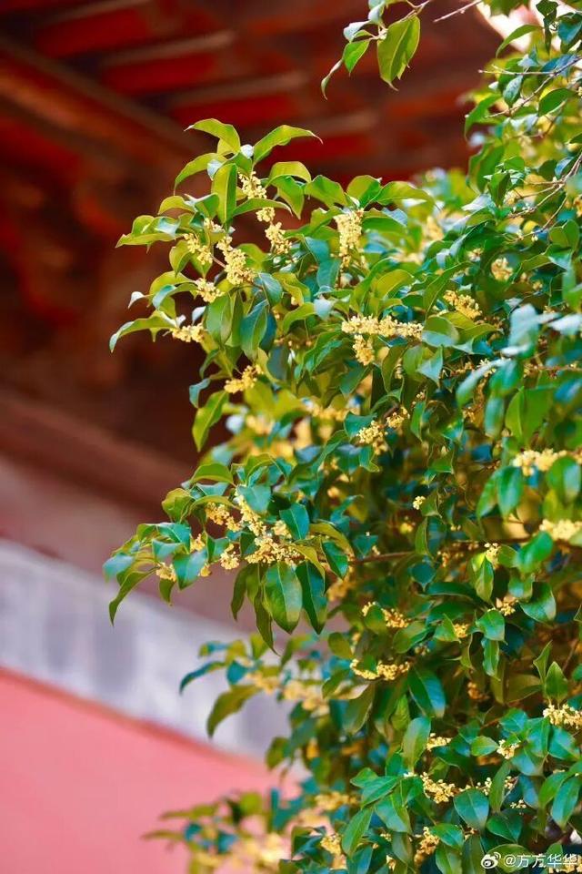 秦淮花事 | 秋日限定！在秦淮，与一场桂花雨不期而遇→