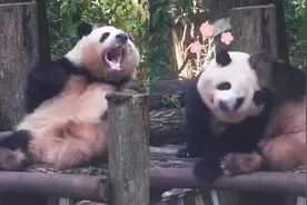 可爱！看花花“花”式挠痒痒图片