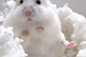 潮闻小记者 | 可爱的仓鼠图片