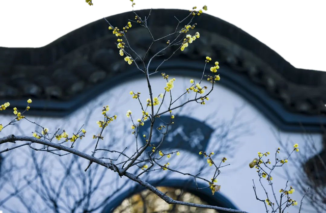 第一波开好了！来无锡邂逅冬日“梅”景
