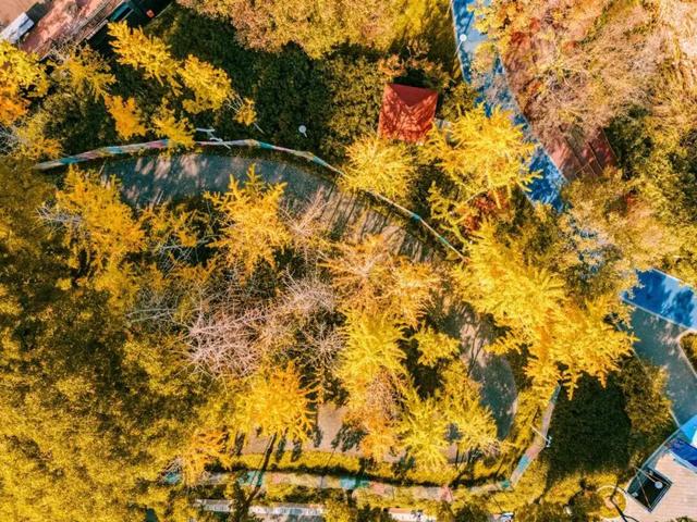 在江汉，听见公园里的秋色私语