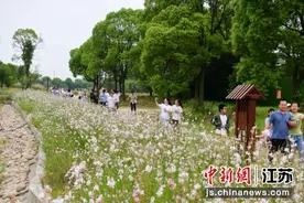 无锡胡埭“少年正风华”状元古道研学活动启动图片