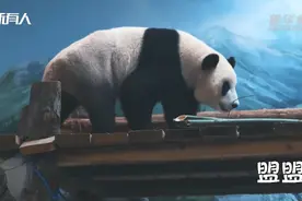 大熊猫“武林”“盟盟”即将与武汉游客见面图片