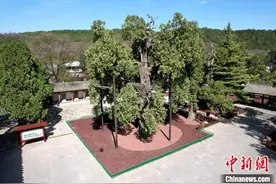 陕西黄帝陵保护进入法治化新阶段 黄帝手植柏等被列为保护对象图片