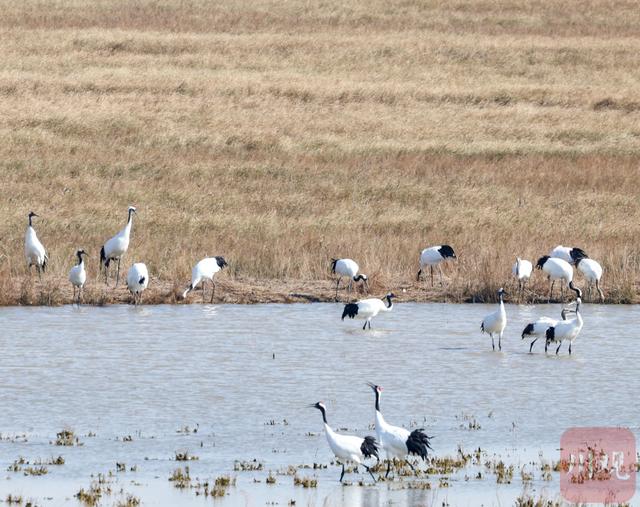 C视觉丨如何拍好丹顶鹤越冬？这份亲测拍摄攻略请收藏