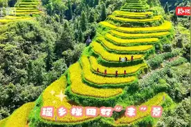 红视频｜瑶乡梯田好“丰”景图片