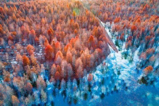 杉杉“红”了！长三角这些地方正上演视觉大秀