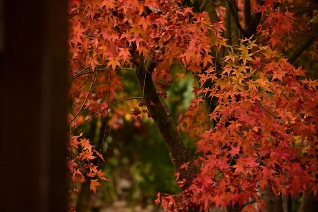 来宣恩矅天眼，看万山红遍，层林尽染！