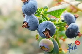 韶关乐昌：香脆清甜！大棚蓝莓喜采摘图片