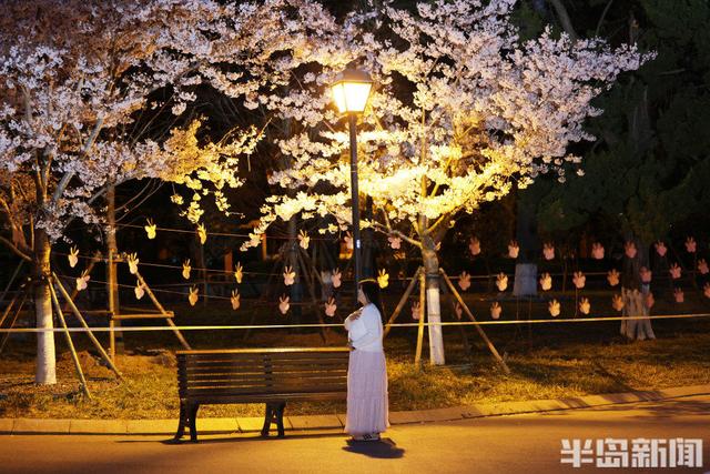 单樱盛放，夜游赏景正当时