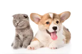 健康小站丨被动物弄伤后该怎么处理？不同情况选择不同疫苗图片