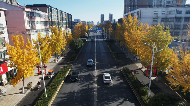 风一吹，索河路就成了金色的世界