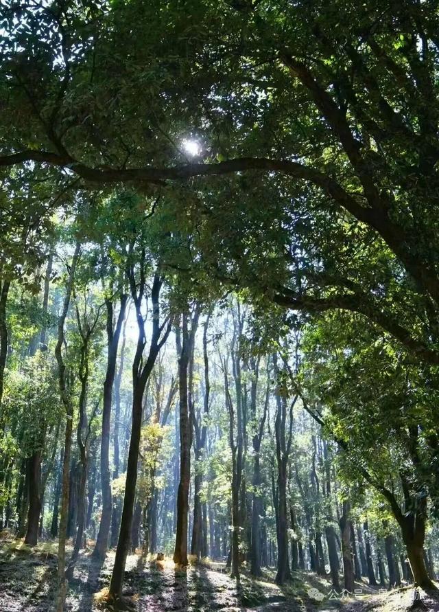 本地人力荐的半日宝藏打卡地！来寻甸自由“森”呼吸~