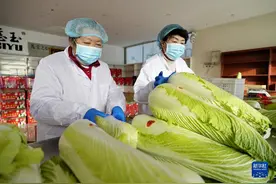 河北玉田：包尖白菜产销忙图片
