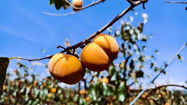 广西这座高铁站内，为啥众多旅客手拿树枝?