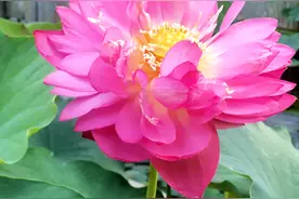 就在金山公园，福州第一批荷花竞相绽放！图片