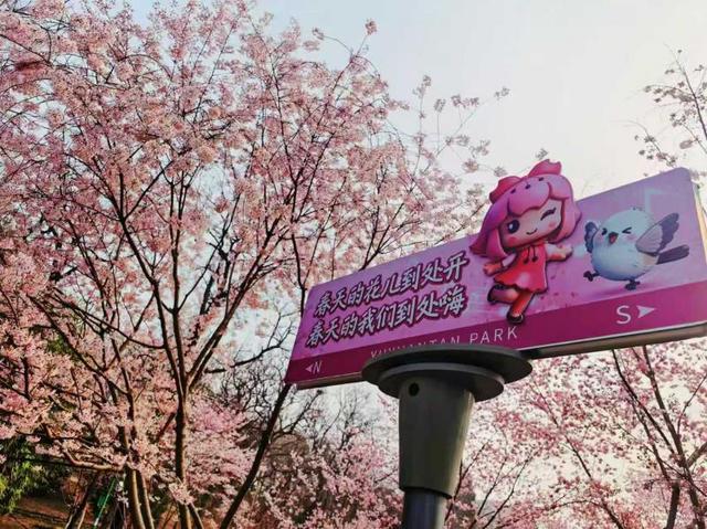 玉渊潭公园早樱进入最佳观赏期，本周末将迎客流高峰