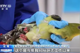 保护昆虫就是保护鸟类 原来它们之间有这样的联系图片