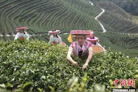 “千年茶乡”云南昌宁“茶旅融合”实现双向奔赴图片