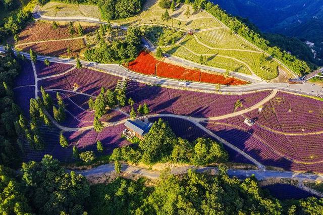 巴东野三关森林花海百花齐放 为22℃夏季“野三半马赛”助力
