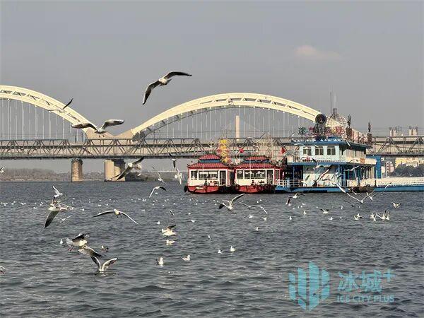 群鸥竞舞松花江 秋日暖阳绘美景
