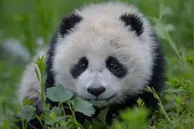 我国旗舰物种种群数量持续增长，大熊猫野外种群增至近1900只图片