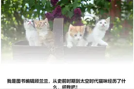 从史前时期到太空时代，猫咪经历了什么图片
