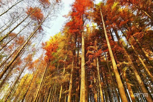 江西分宜：冬日水杉 如诗如画