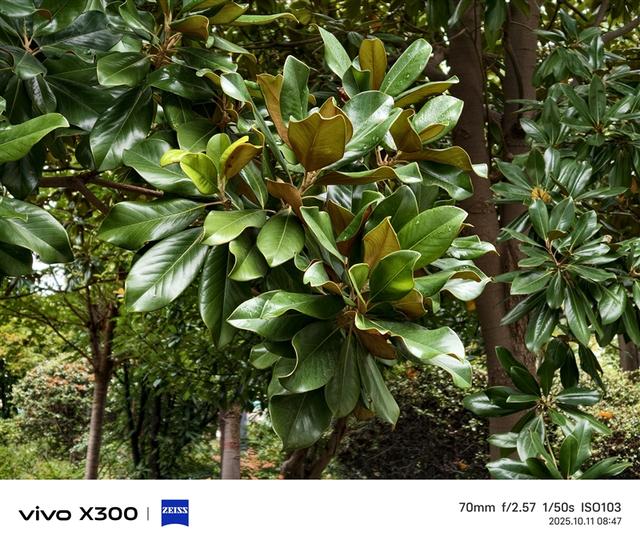 完美小屏影像旗舰！vivo X300手机评测：随手一拍就有德味 高阶技巧信手拈来