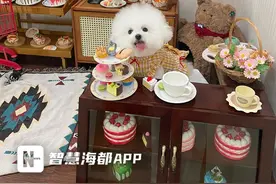 福州悄然兴起的宠物友好餐厅，卫生能否安心？图片