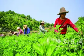 十堰郧西：端午到 艾叶香图片