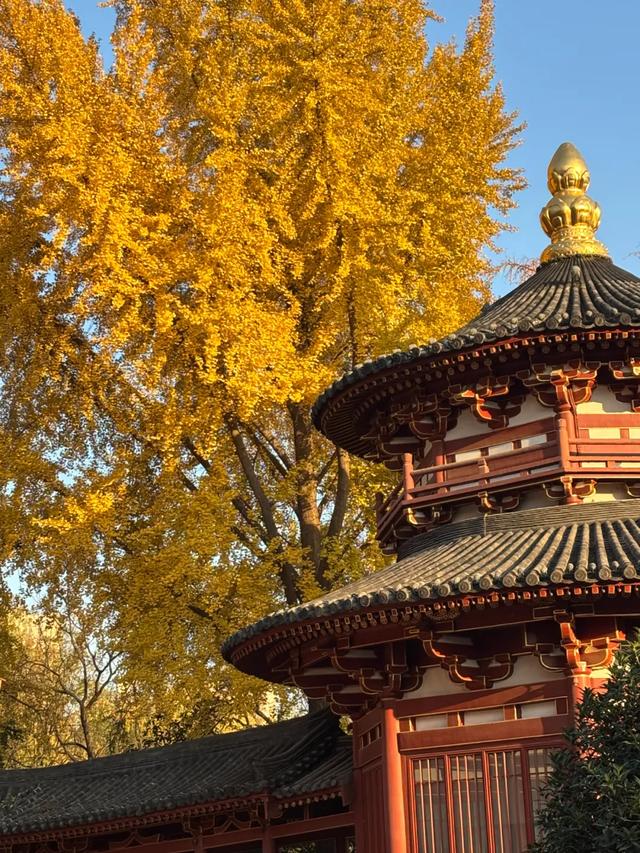 顶级美学!西安这4个园林,美到失语!