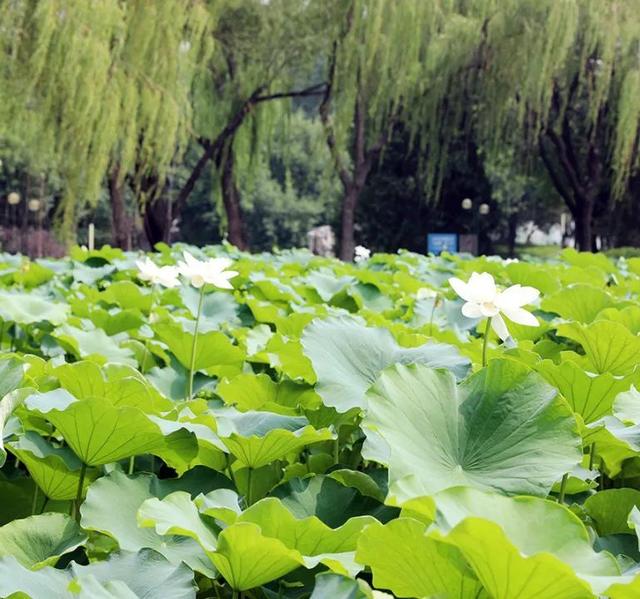 以“荷”为媒绘文旅新画卷！顺义公园荷花展开幕
