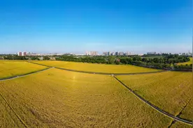 漫步稻田，GET同款东莞秋日限定大片图片