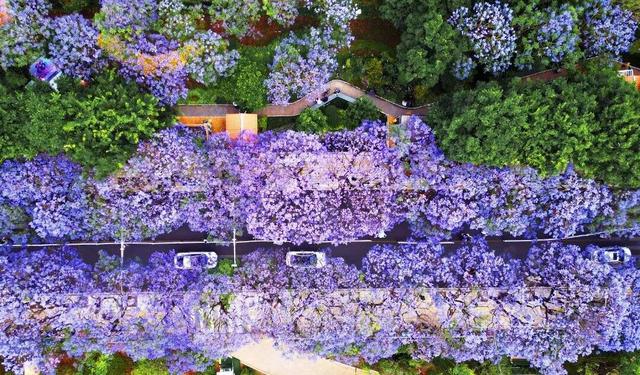 清凉旅居、火把节狂欢……这个夏天，就来云南避暑，美美吃菌~