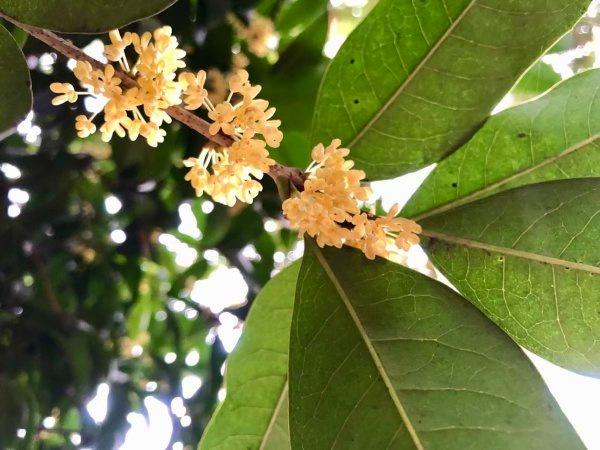 武汉第二波桂花开了，去这些公园可赏金桂满枝