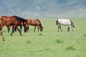 《一字千年》——马图片