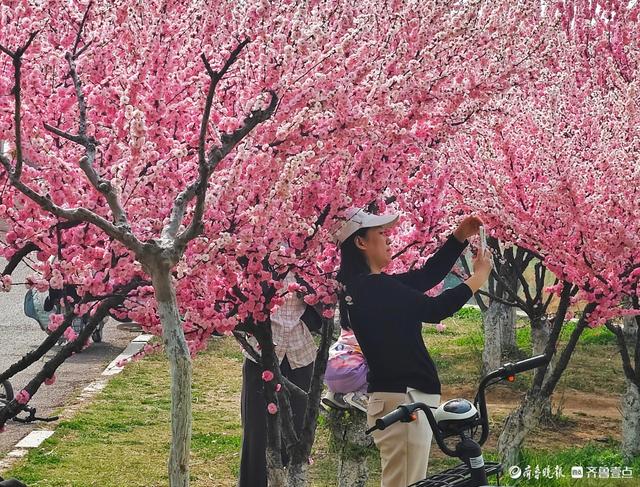 滨河踏春，景致迷人
