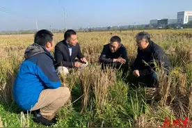 田间地头赞绿肥——“绿肥+”让地更肥稻更香图片